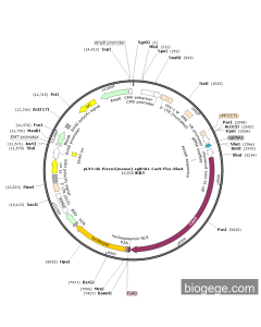 pLV3-U6-Piezo1(mouse)-sgRNA1-Cas9-Fluc-Blast
