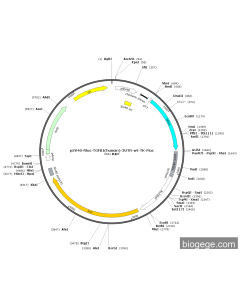 pSV40-Rluc-TGFBI(human)-3UTR-wt-TK-Fluc