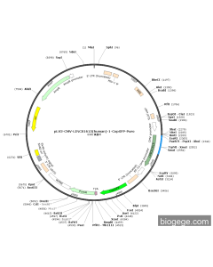 pLV3-CMV-LINC01615(human)-1-CopGFP-Puro