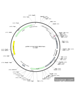 pCMV-MIR128-2(human)-Neo