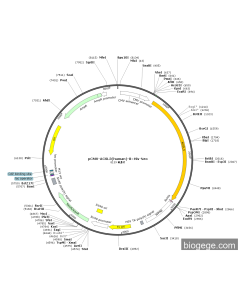 pCMV-ACSL3(human)-8×His-Neo