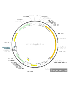 pCMV-USP10(human)-8×His-Neo