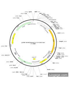 pCMV-GFAP(human)-2-3×FLAG-Neo