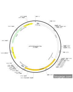 pCCL20(human)-Fluc