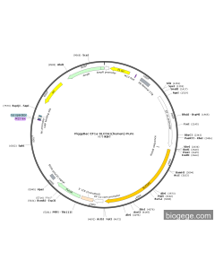 PiggyBac-EF1a-SLC5A1(human)-Puro