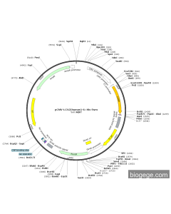 pCMV-LCN2(human)-6×His-Puro