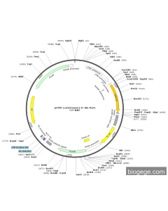 pCMV-Lcn2(mouse)-6×His-Puro