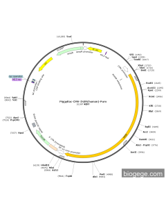 PiggyBac-CMV-INSR(human)-Puro