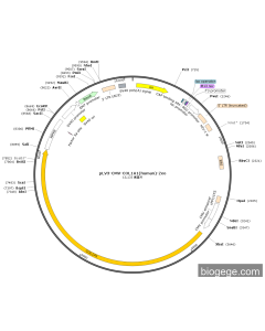 pLV3-CMV-COL1A1(human)-Zeo