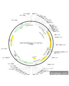 pCMV-EDA2R(human)-2-3×FLAG-Neo