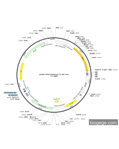 pCMV-YBX1(human)-3×HA-Neo