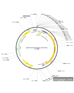 pSV40-STAT1(human)-5UTR-Fluc