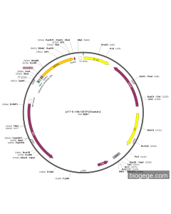 pT7-6×His-GSTP1(human)