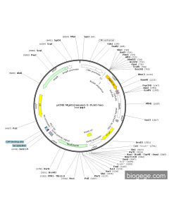 pCMV-Mgst1(mouse)-5×FLAG-Neo