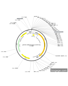 pSV40-ZCRB1(human)-5UTR-Fluc
