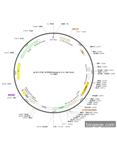 pLV3-CMV-ACRBP(human)-5-6×His-Puro