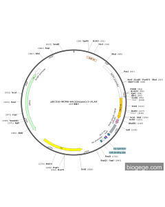 pDC316-mCMV-H4c1(mouse)-3×FLAG
