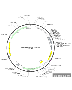 pCMV-DRAM2(human)-5UTR-Neo