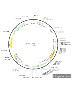 pLV3-CMV-LCN2(human)-Puro