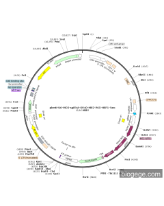 pLenti-U6-MCS-sgRNA-SV40-MS2-P65-HSF1-Neo