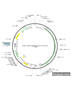 pCMV-C130071C03Rik(mouse)-3×FLAG-Neo