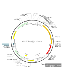 pCMV-KRT8(human)-P2A-mCherry-Neo