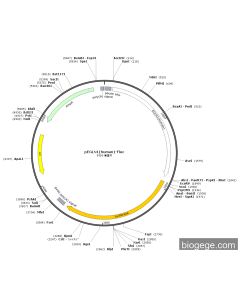 pEGLN1(human)-Fluc