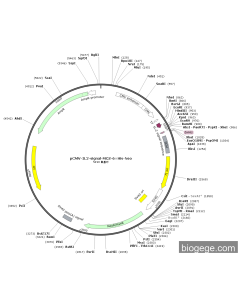 pCMV-IL2-signal-MCS-6×His-Neo