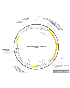 pCMV-UHRF1(human)-2-3×Myc-Neo