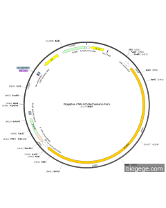 PiggyBac-CMV-SCN9A(human)-Puro