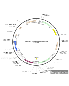 pLV2-TRE3GS-PtpB(H37Rv)-TetOne-Hyg