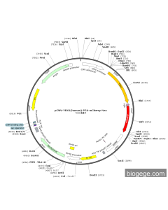 pCMV-YBX1(human)-P2A-mCherry-Neo