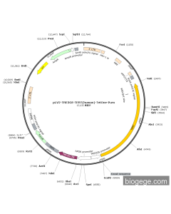 pLV2-TRE3GS-TERT(human)-TetOne-Puro