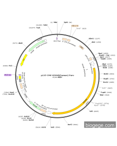 pLV3-CMV-KDM4B(human)-Puro