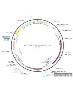 pLV2-TRE3GS-SV40 LT(human)-TetOne-Puro