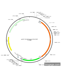pUC57-CD19(human)-P2A-EGFP