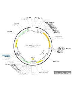 pCMV-TP53(human)-HA-Neo