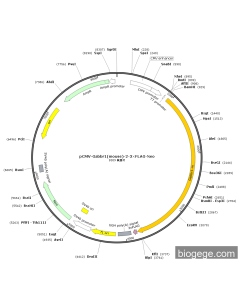pCMV-Gabbr1(mouse)-2-3×FLAG-Neo