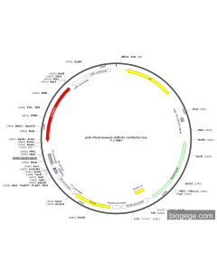 pU6-Pten(mouse)-shRNA1-mCherry-Neo