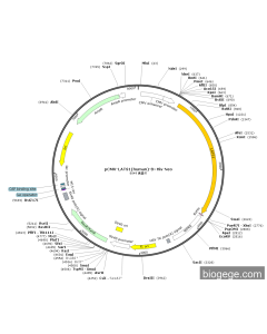 pCMV-LATS1(human)-8×His-Neo