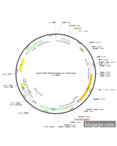 pLV3-CMV-IDH1(human)-3×FLAG-Hyg