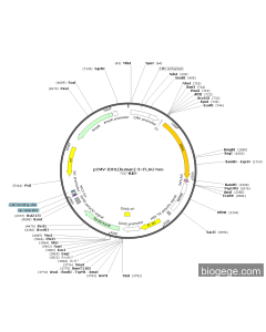 pCMV-IDH1(human)-3×FLAG-Neo