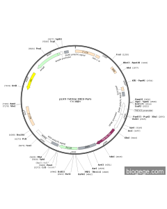 pLVX-TetOne-IRES-Puro