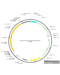 pPGK-Fluc-Ucp1(mouse)-3UTR-hRluc-Neo