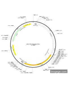 pSLC7A11(human)-Fluc