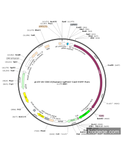 pLV3-U6-CDK12(human)-sgRNA2-Cas9-EGFP-Puro