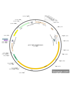 pLV2-Tight-INO80(human)
