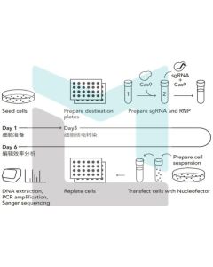 Crispr cas9 gene editing ARHGEF18 Knockout cell line (IPSC) 14010$