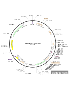 pLV3-CMV-MCS-3×Myc-Puro