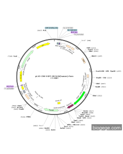 pLV3-CMV-EGFP-SEC61B(human)-Puro